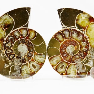 Puede incluir: Dos ammonites fosilizados con intrincados patrones en espiral en tonos marrones, dorados y blancos. Los ammonites se muestran en soportes transparentes.
