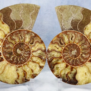 May include: Two halves of a fossilized ammonite, each with a spiral pattern of brown and yellow chambers. The ammonite is displayed on a white background.