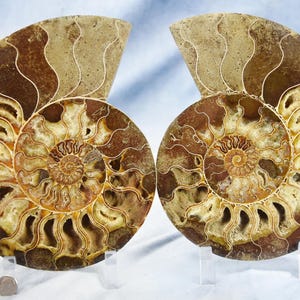 May include: Two fossilized ammonites, each with a spiral shell pattern in shades of brown and gold. The ammonites are displayed on clear stands.