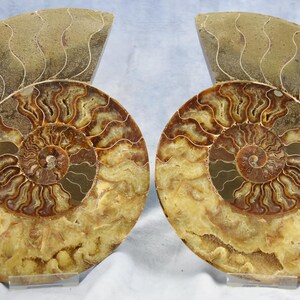 May include: Two halves of a polished ammonite fossil, showcasing intricate spiral patterns in shades of brown, tan, and cream. The fossil's segmented structure is clearly visible, with a smooth, polished surface. The overall shape is a large, curved spiral.