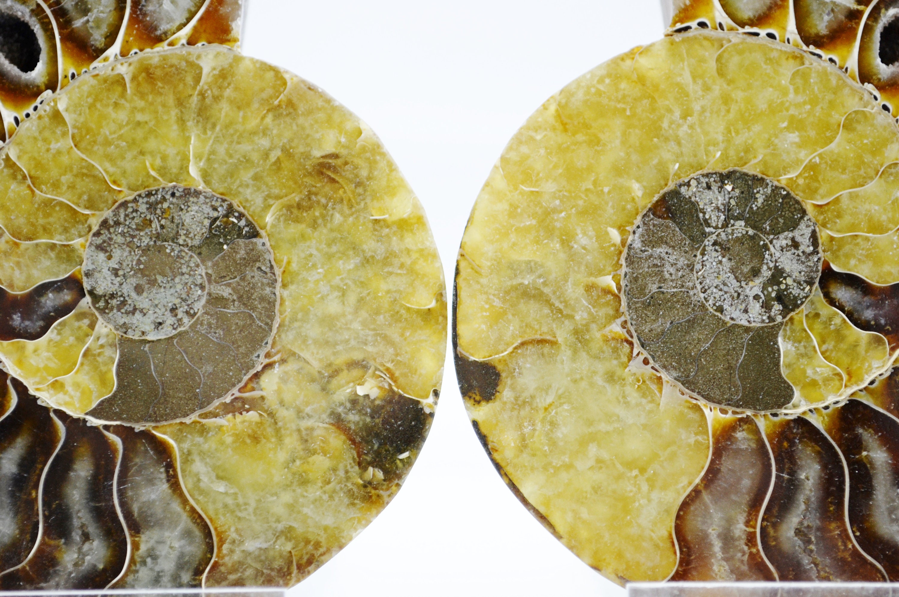 E4934x 恐竜時代の化石 大型アンモナイト ペア マルチカラー