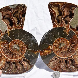 May include: Two halves of a fossilized ammonite, each with a brown and black spiral shell. The ammonite is a type of extinct marine mollusk.