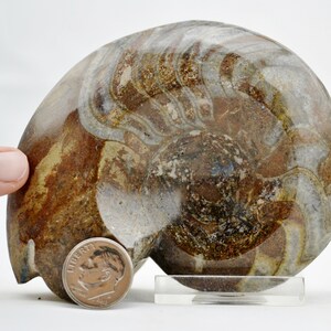 e4600x Large Dinosaur Fossil Self Standing Whole Ammonite GONIATITE Multi-Color Large 3.7&quot; Real 400 Million Years Old Dinosaur age fossil