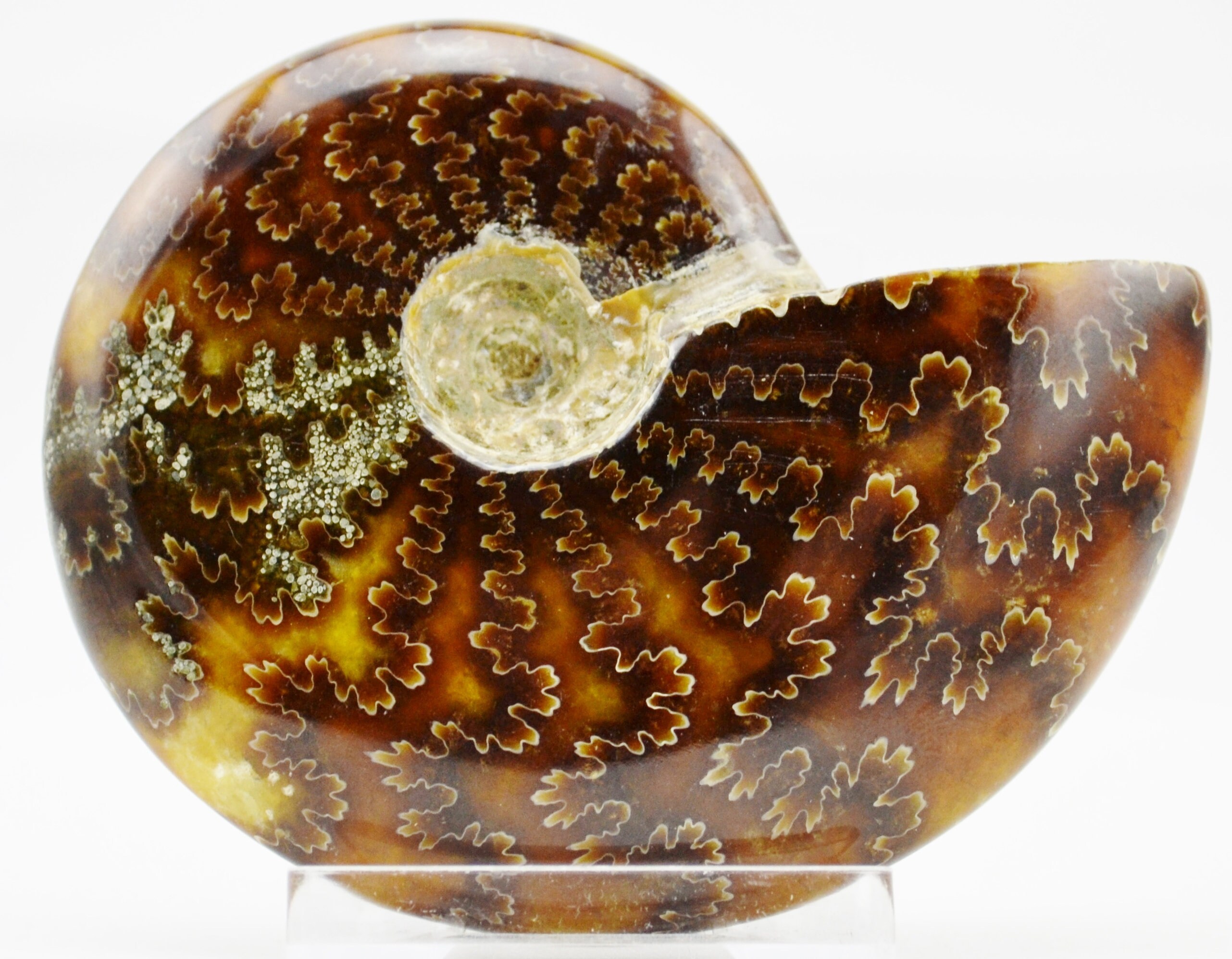 E5124x 大型化石 アンモナイト きれいな縫合パターン 中 3.1 インチ 1