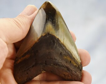 610xx REAL Large Megalodon Shark Teeth from North Carolina 3.4&quot; 92mm  5 to 24 million year old REAL Fossil, NOT a reproduction