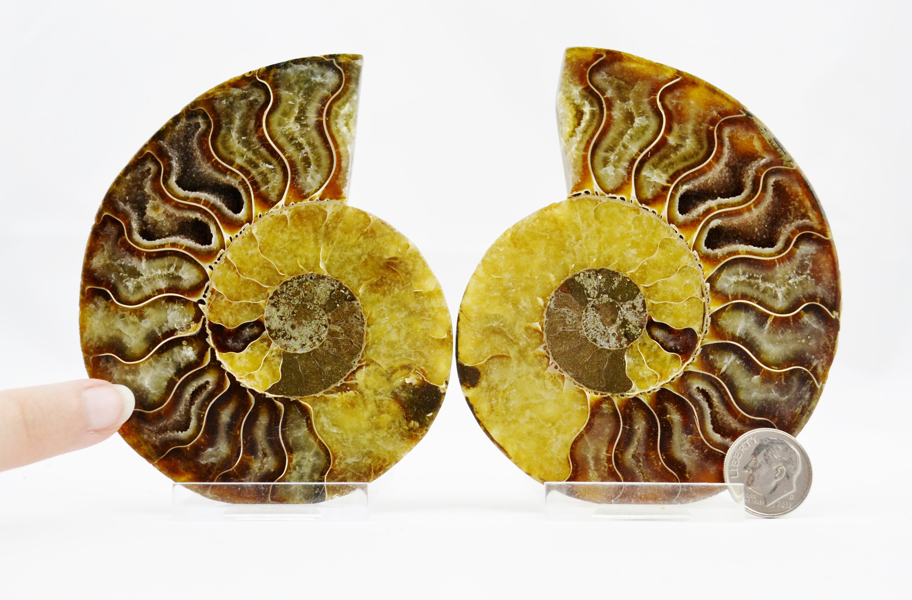 アンモナイト　化石 E4934x 恐竜時代の化石 大型アンモナイト ペア マルチカラークリスタル