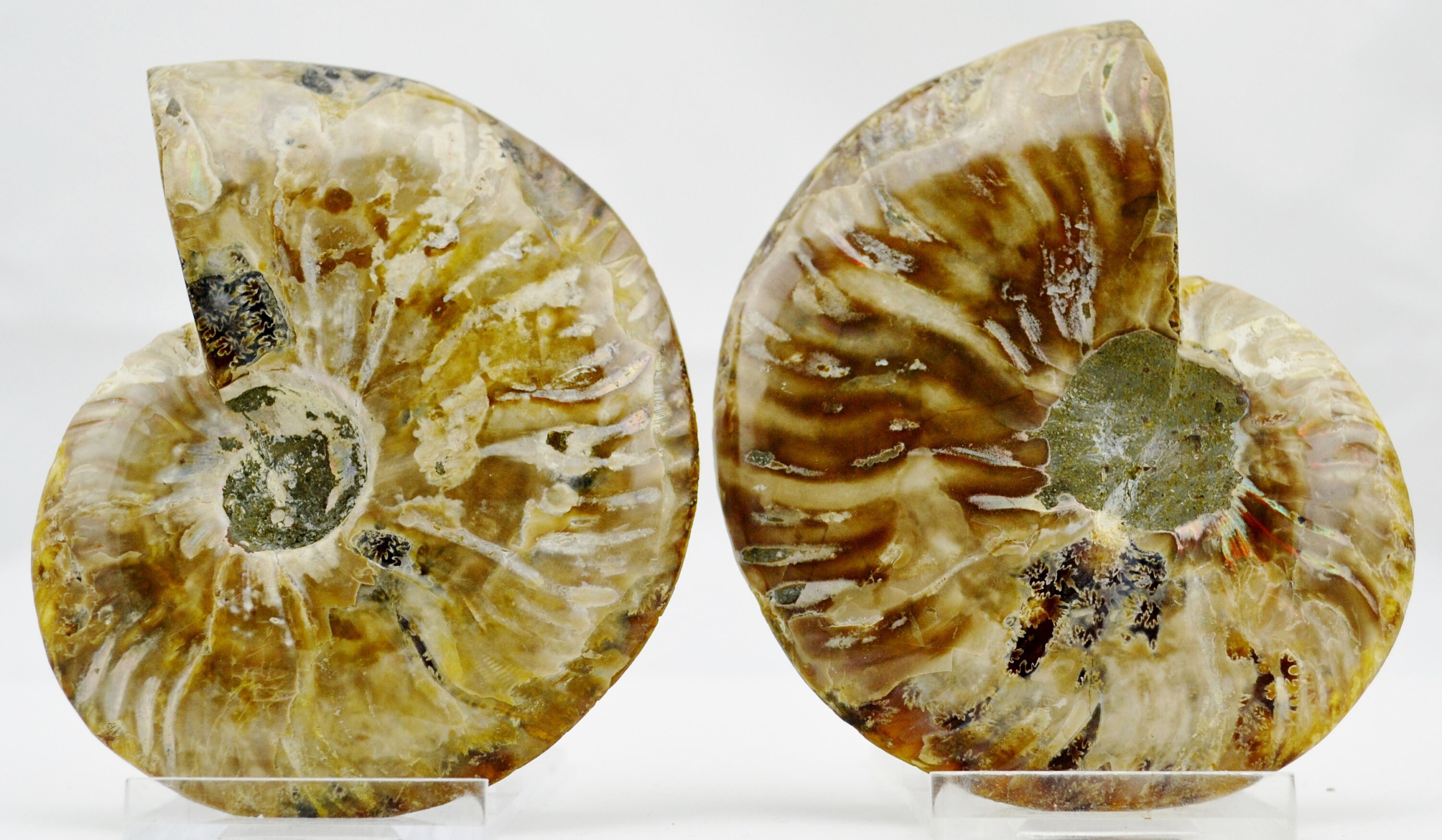 化石（アンモナイト） E4934x 恐竜時代の化石 大型アンモナイト ペア マルチカラークリスタル