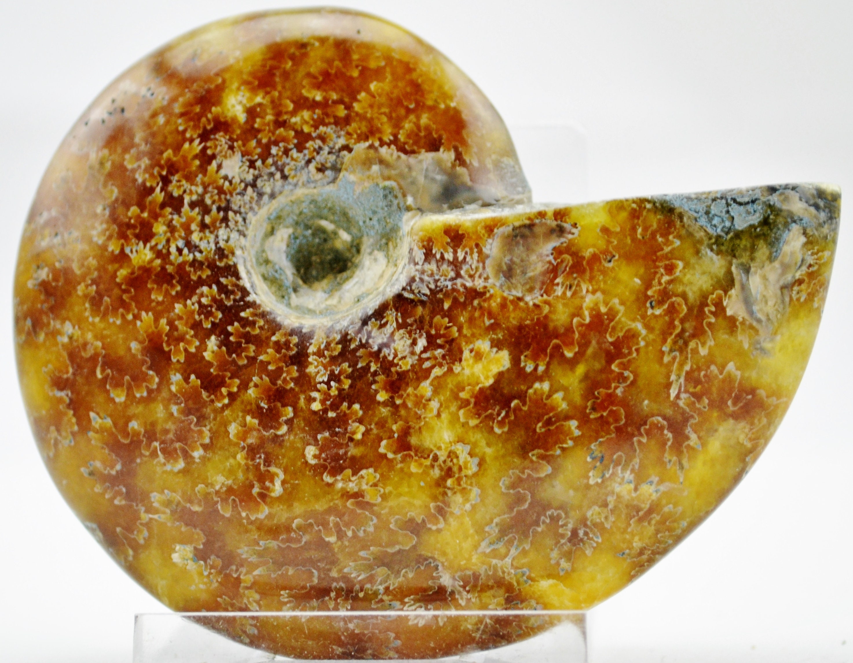 E4635x 大型化石 アンモナイト きれいな縫合パターン 大型 3.0 インチ