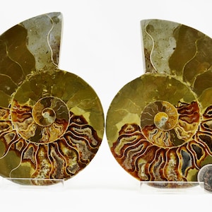 May include: Two halves of a polished ammonite fossil, showcasing intricate spiral patterns in shades of brown, gold, and green. The fossil is displayed on a clear stand, with a dime for size comparison. The overall theme is natural history and geology.