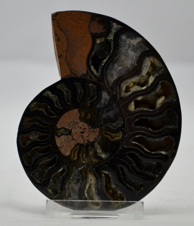 ammonite crystal ammonite crystal
