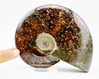 E4635x 大型化石 アンモナイト きれいな縫合パターン 大型 3.0 インチ