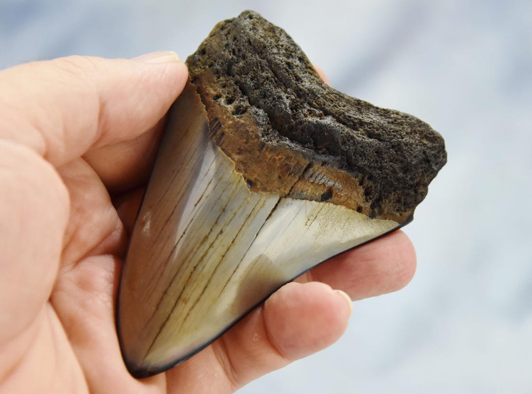 626xx ノースカロライナ産の本物の大型メガロドンサメの歯 4.0インチ