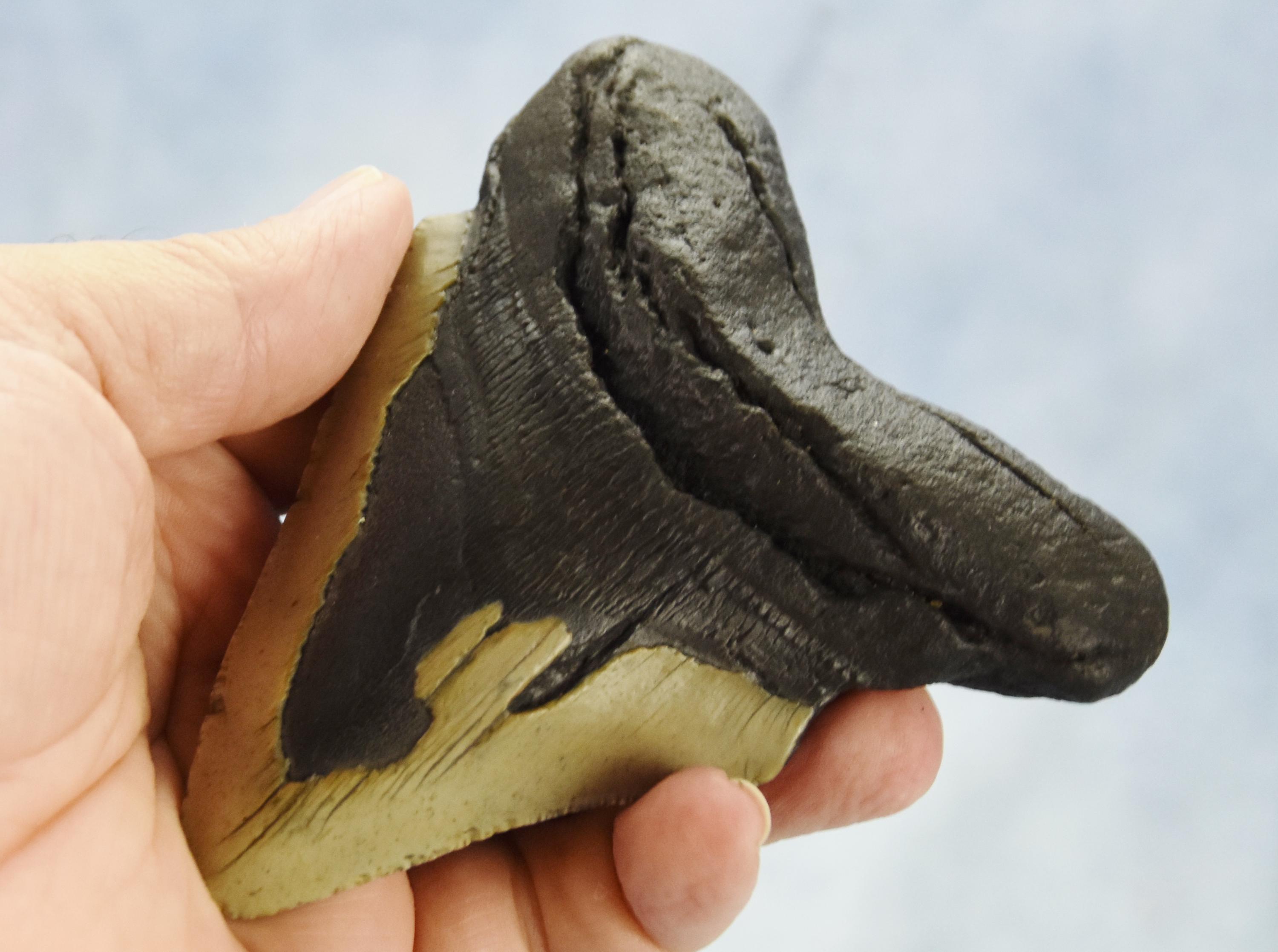 653xx ノースカロライナ産の本物の大型メガロドンサメの歯 4.8インチ