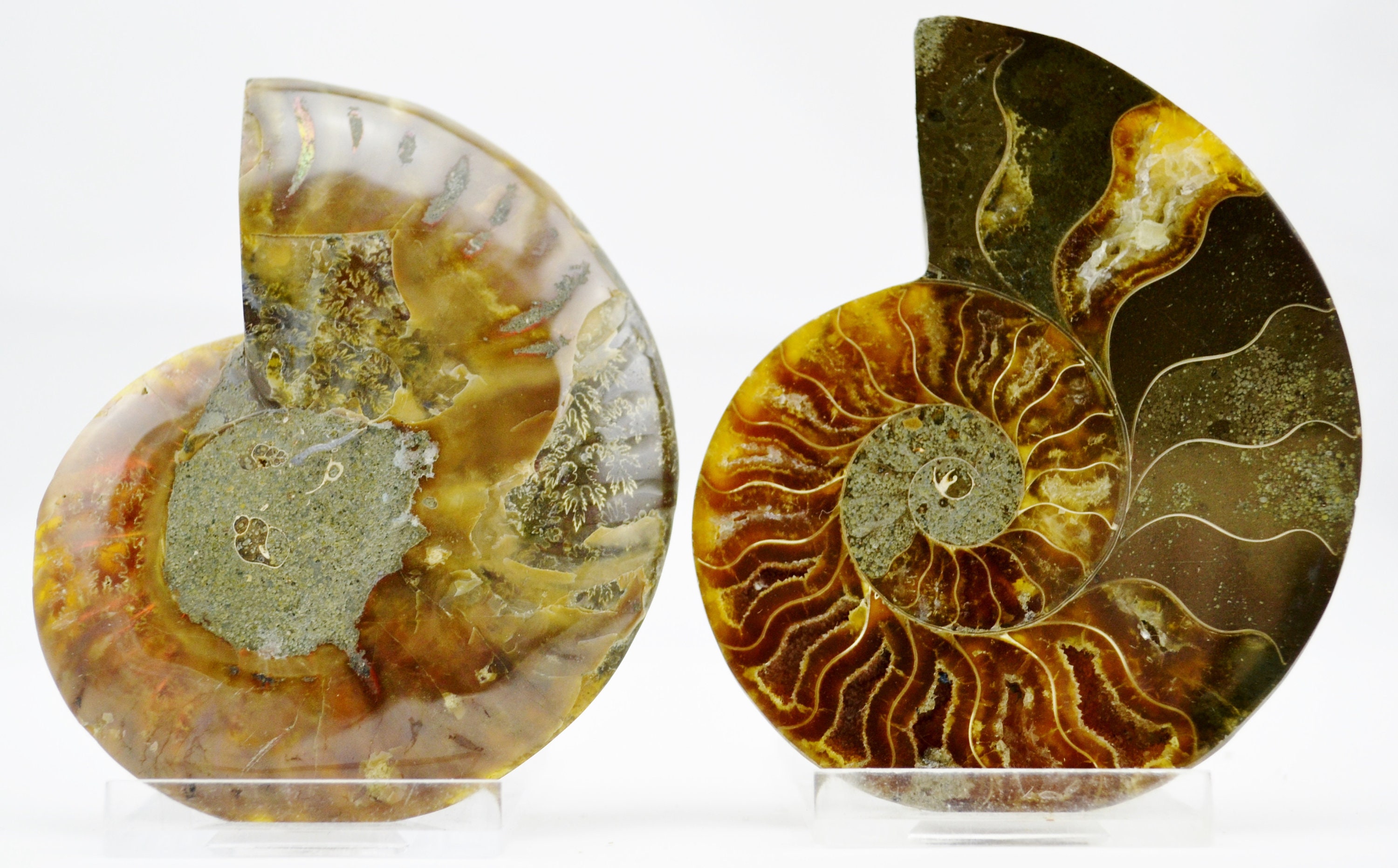 E4936x 大型恐竜化石アンモナイトペアマルチカラークリスタル大型3.3