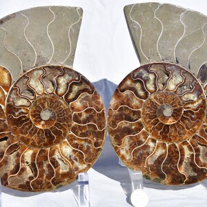May include: Two halves of a polished ammonite fossil, showcasing intricate spiral patterns in shades of brown and tan. The outer shell is a muted gray-green, with white vein-like markings. The fossil is displayed on clear acrylic stands.