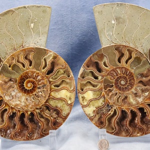 May include: Two fossilized ammonites, each with a spiral shell pattern in shades of brown, beige, and white. The ammonites are displayed on clear plastic stands.