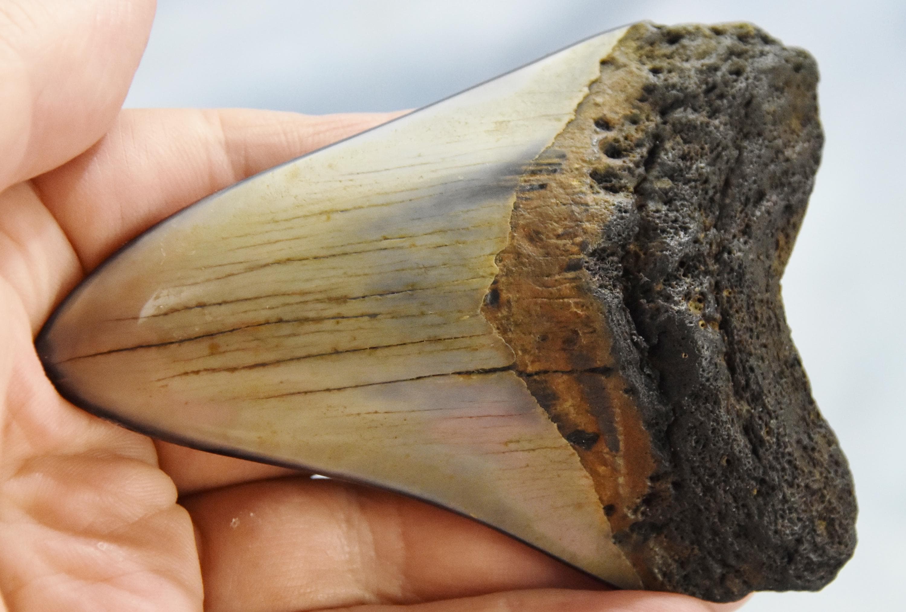 626xx ノースカロライナ産の本物の大型メガロドンサメの歯 4.0インチ