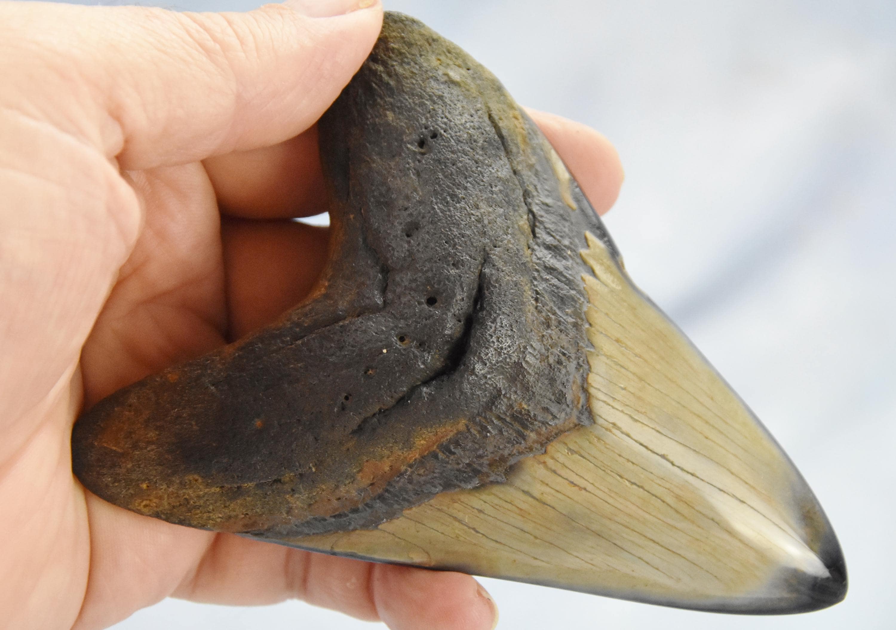 608xx ノースカロライナ産の本物の大型メガロドンサメの歯 4.9インチ