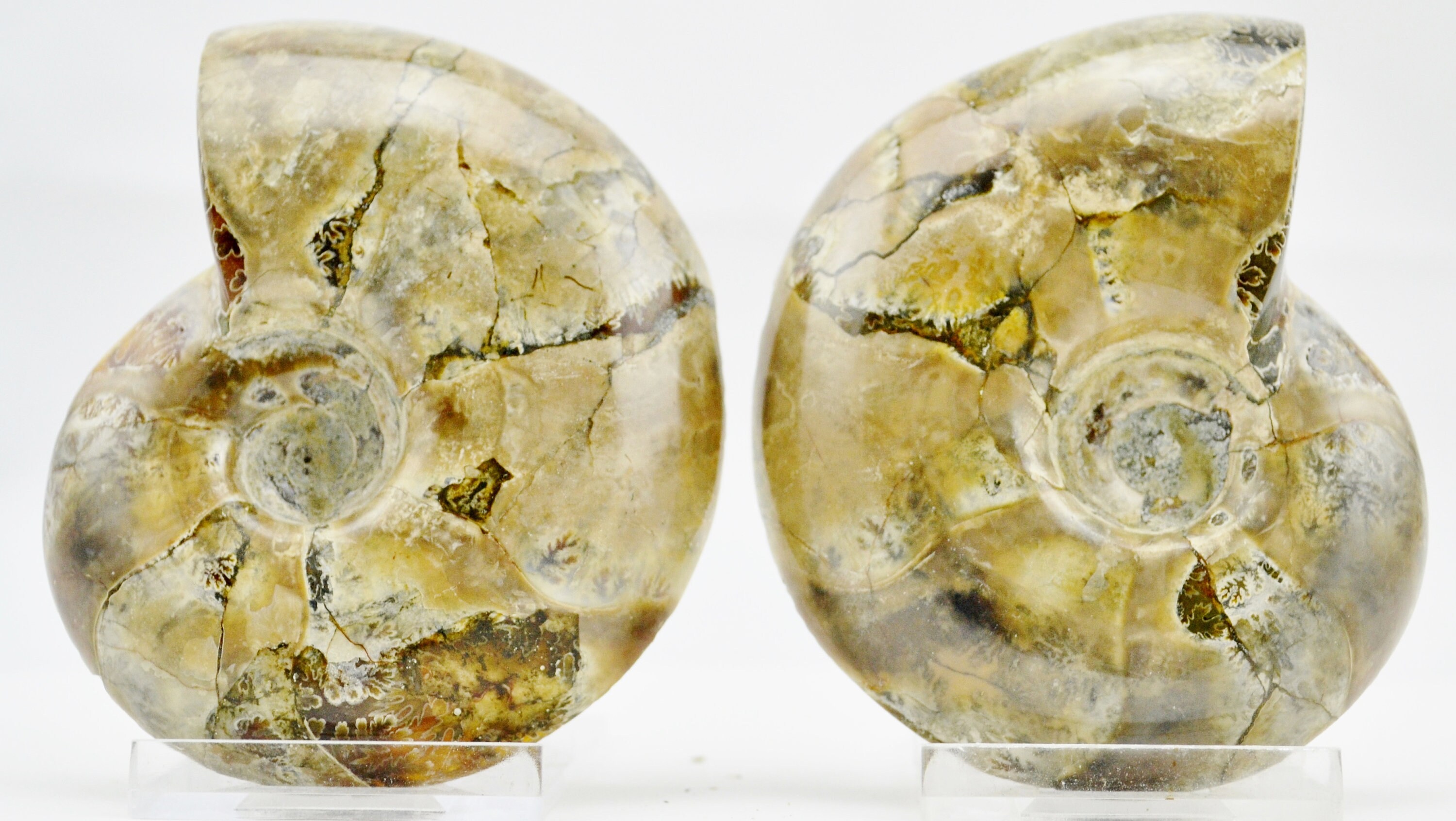 E4884x 大型アンモナイトペア 希少なD字型クリスタルキャビティ 大型