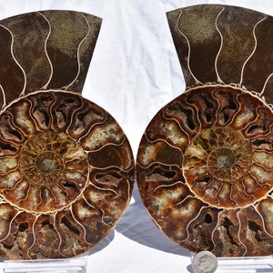 May include: Two halves of a fossilized ammonite, each with a spiral pattern of chambers in shades of brown and gold. The ammonite is a type of extinct marine mollusk.