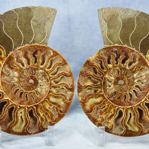 4347xx Cut Split PAIR Ammonite Deep Crystal Cavity 110 million year old Dinosaur age Fossil 210mm XXXLARGE 8.3"