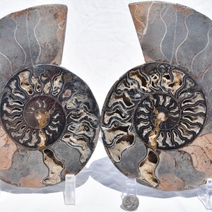 May include: Two black and gray ammonite fossils with intricate patterns. The fossils are displayed on clear plastic stands.