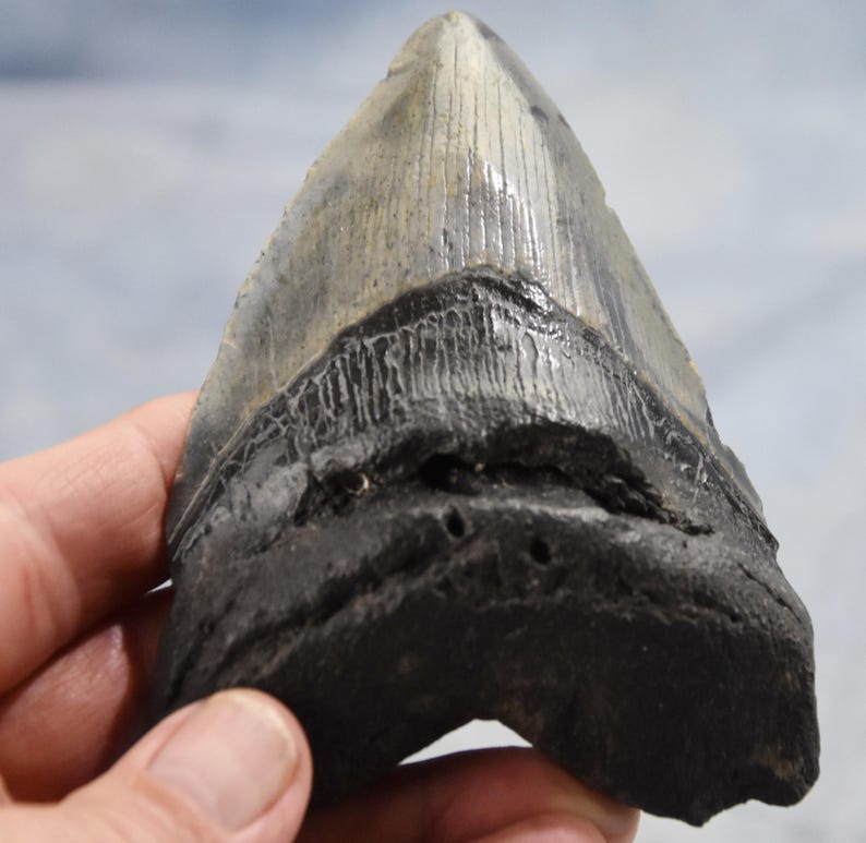 Triangular Fossils 658axx REAL Large Megalodon Shark Teeth From North Carolina 4.5