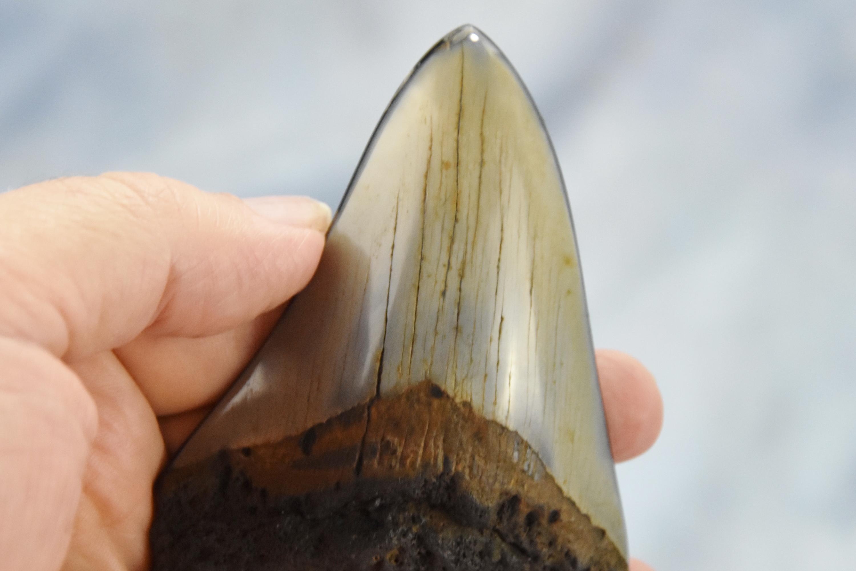 626xx ノースカロライナ産の本物の大型メガロドンサメの歯 4.0インチ