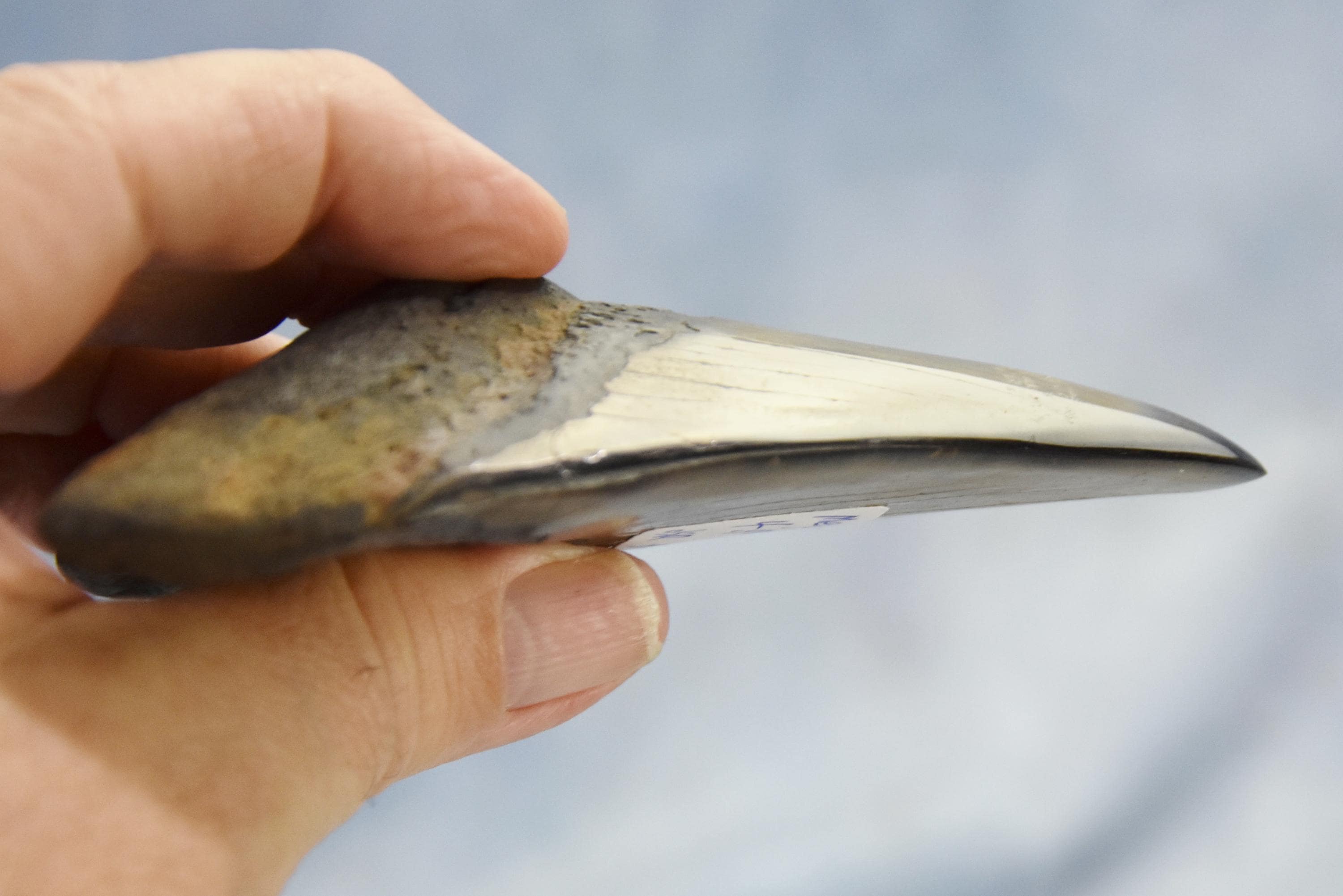 608xx ノースカロライナ産の本物の大型メガロドンサメの歯 4.9インチ