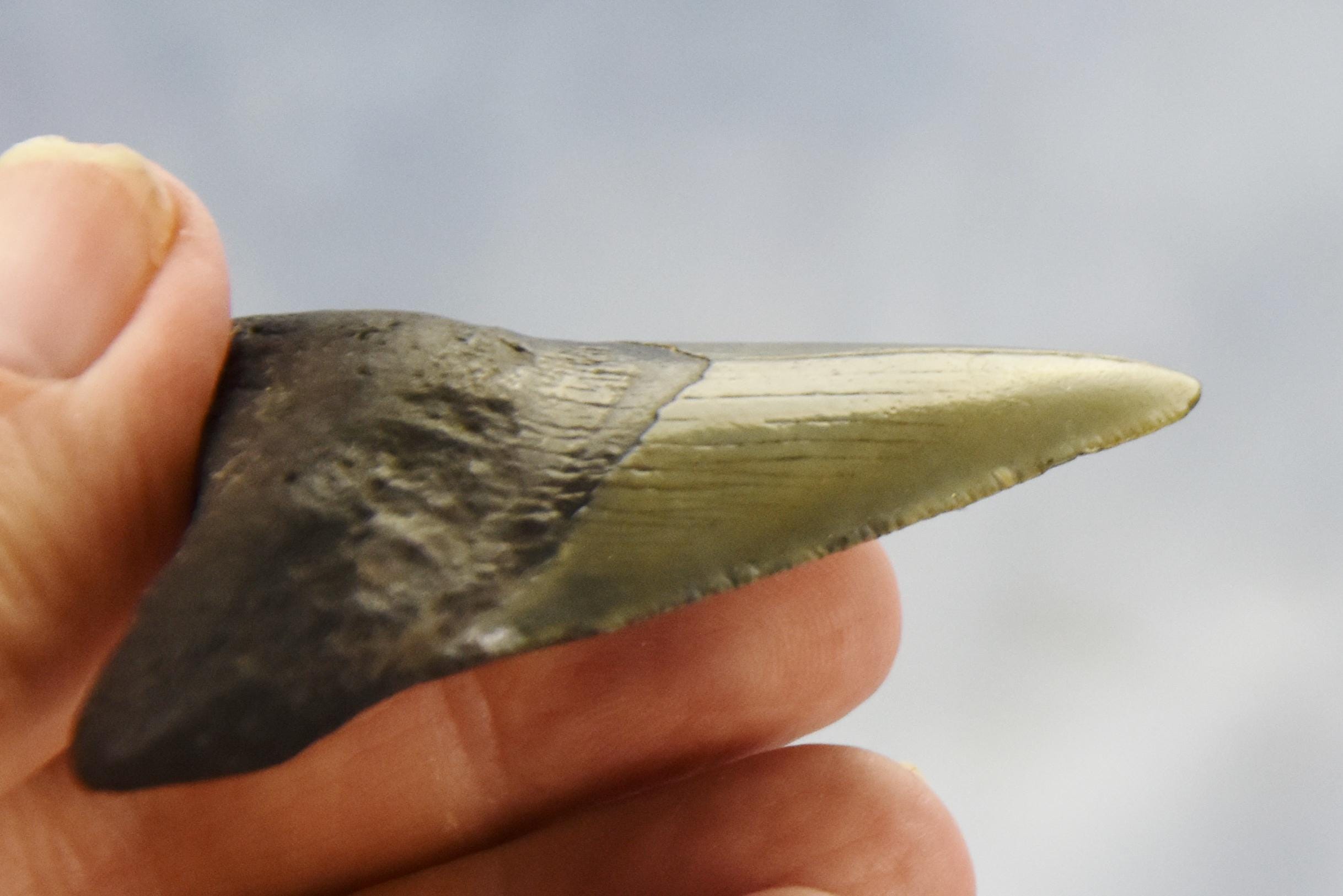 617xx ノースカロライナ産の本物の大型メガロドンサメの歯 3.0インチ