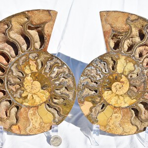 May include: Two fossilized ammonites, each with a spiral shell pattern in shades of brown, gold, and white. The ammonites are displayed on clear acrylic stands.