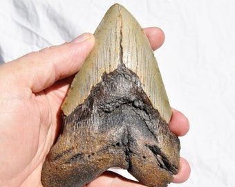 575xx REAL XXXXLarge Megalodon Shark Teeth from North Carolina 5.3" 124mm  REAL Fossil NOT a reproduction between 5 and 14 million years old