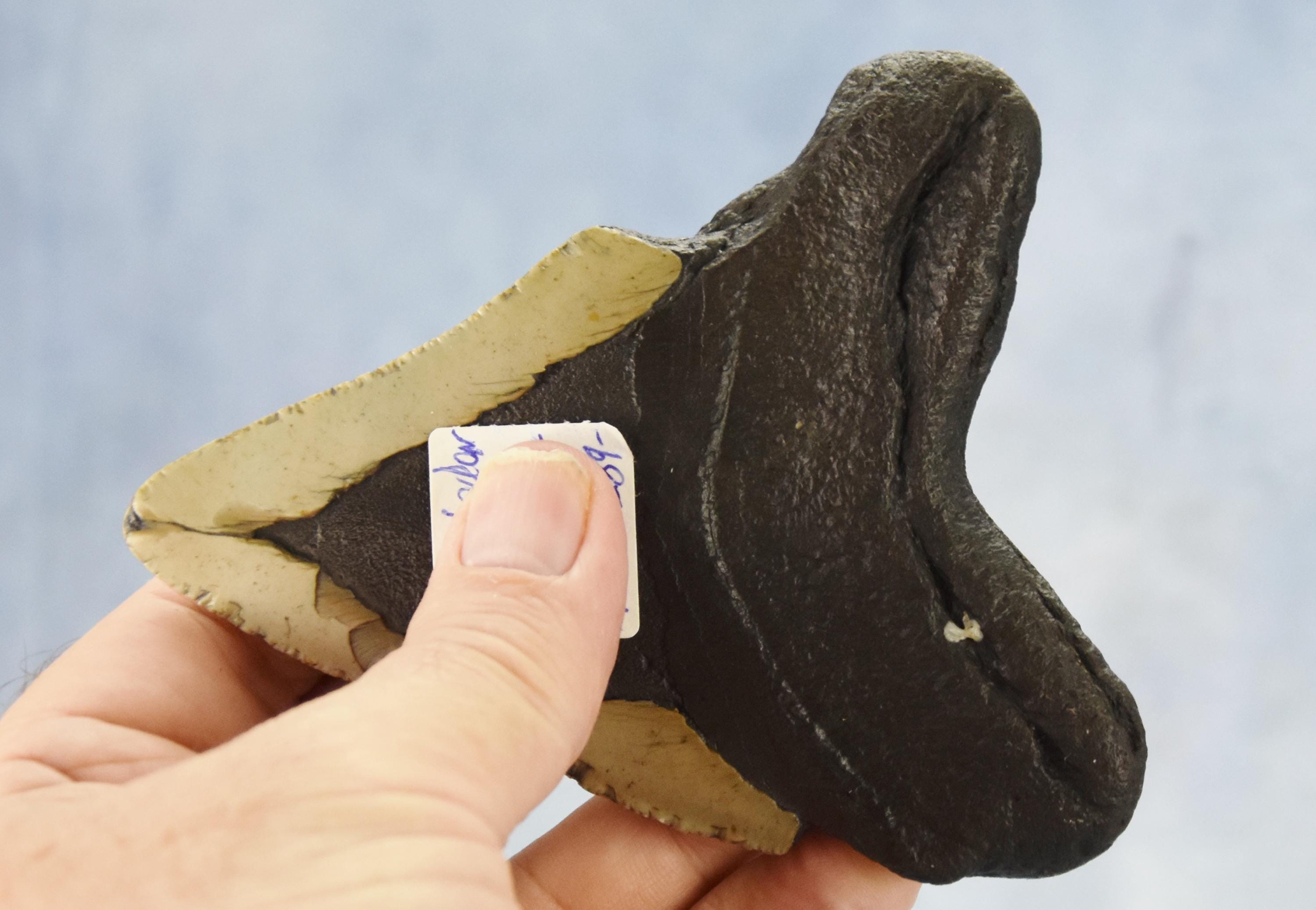 653xx ノースカロライナ産の本物の大型メガロドンサメの歯 4.8インチ