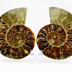 May include: Two fossilized ammonites, each with a spiral shell pattern in shades of brown, gold, and black. The ammonites are displayed on clear acrylic stands.