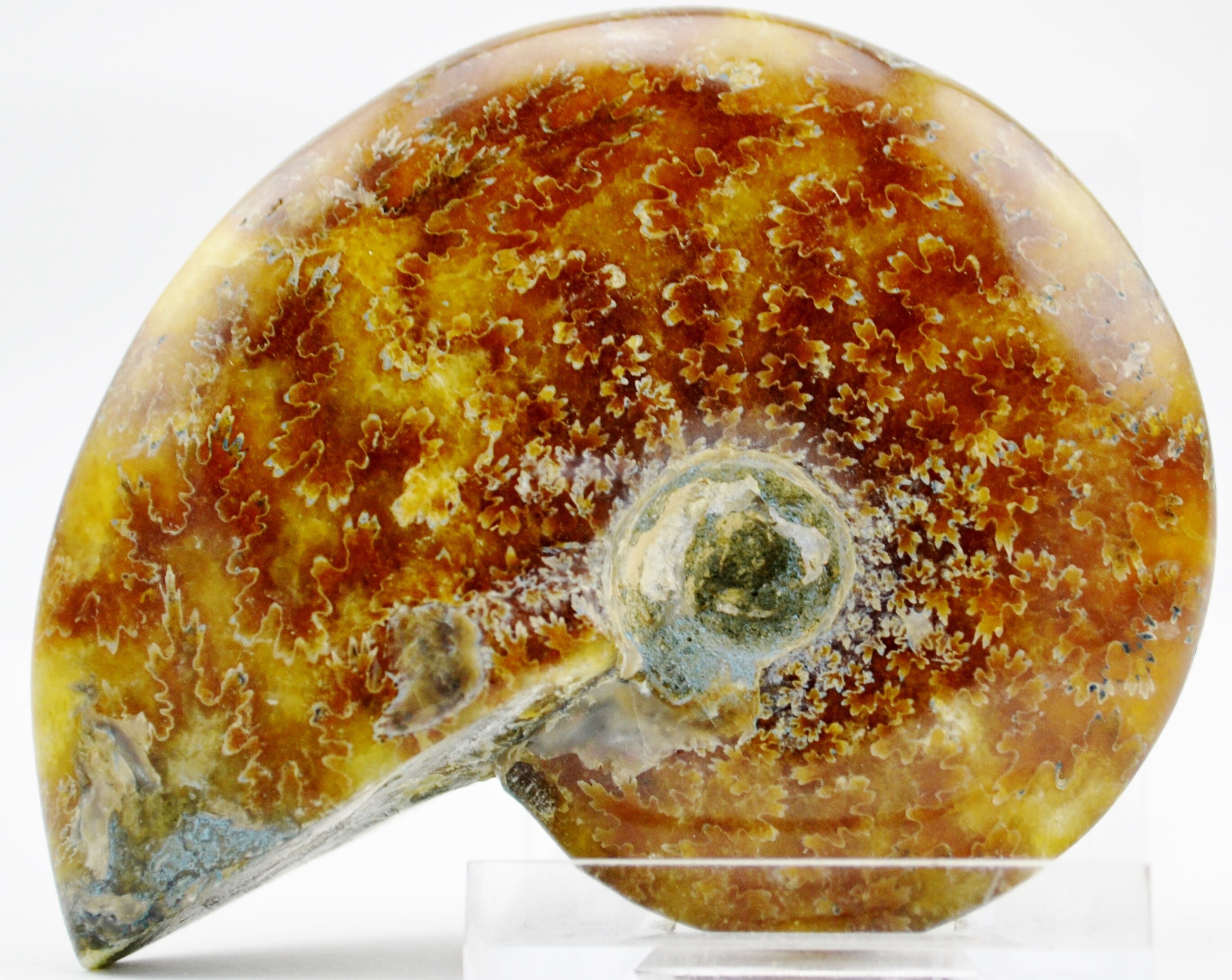 E4635x 大型化石 アンモナイト きれいな縫合パターン 大型 3.0 インチ