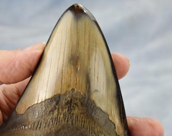 メガロドン 歯 化石 ノースカロライナ産 特大633xx ノースカロライナ産