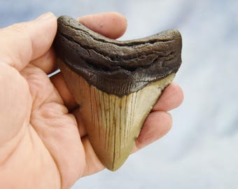 619xx REAL Large Megalodon Shark Teeth from North Carolina 3.8&quot; 97mm  5 to 24 million year old REAL Fossil, NOT a reproduction