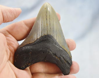 629xx REAL Large Megalodon Shark Teeth from North Carolina 4.0&quot; 99mm  5 to 24 million year old REAL Fossil, NOT a reproduction