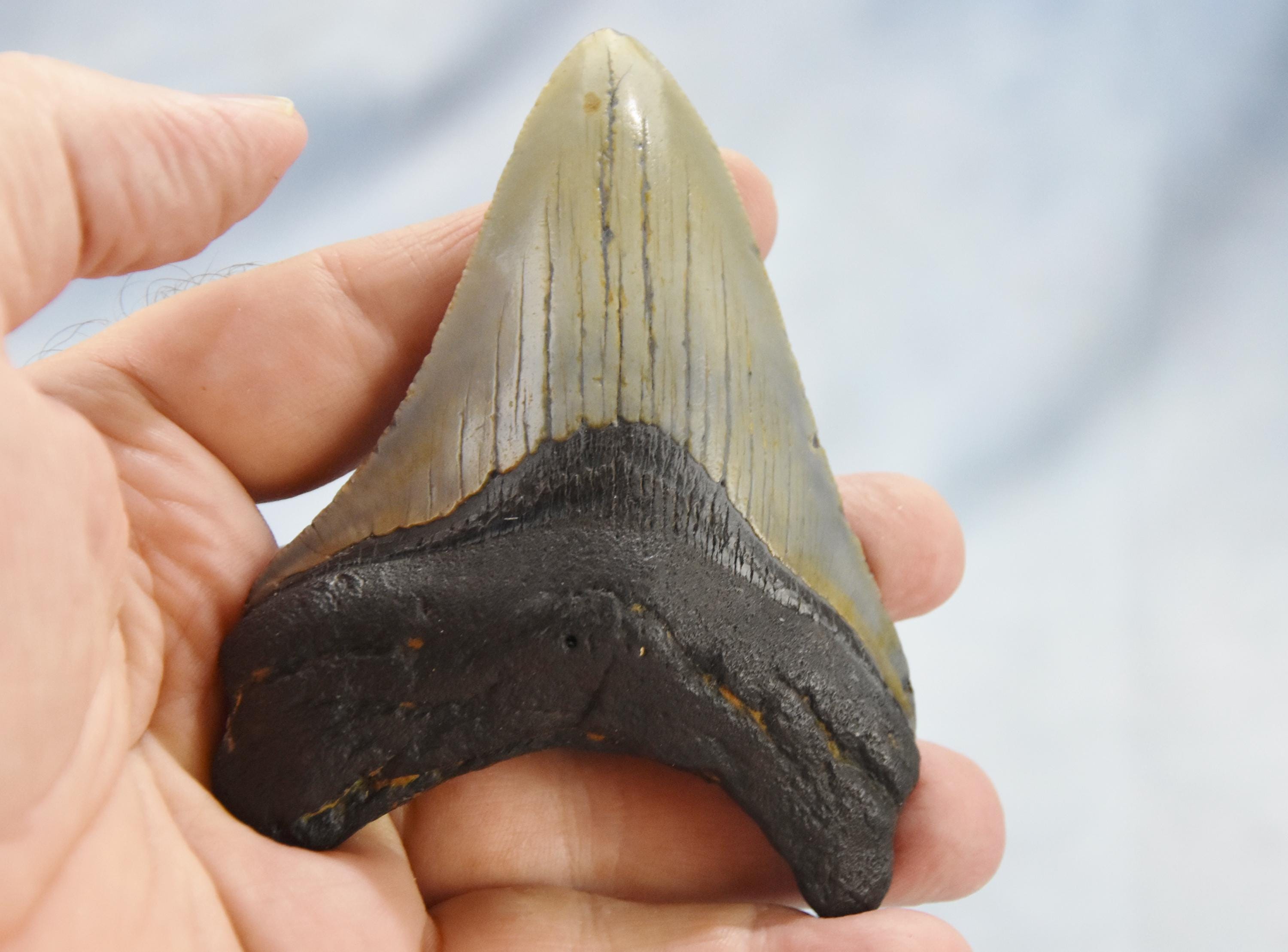 629xx ノースカロライナ産の本物の大型メガロドンサメの歯 4.0インチ