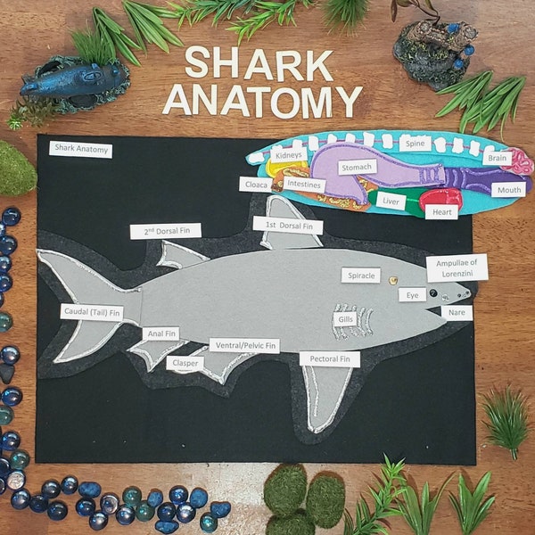 Shark Anatomy felt board, Parts of a Shark felt set,  Montessori biology, Dissection, Homeschool science, Science felt | Twig and Daisy