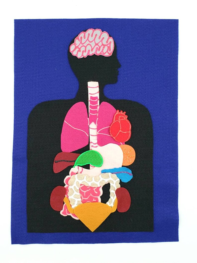 Felt Anatomy Set Human Organs Felt Set Body Parts Felt Etsy