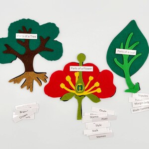 May include: A felt craft set for teaching about the parts of a tree, flower, and leaf. The set includes green felt leaves, a brown felt tree trunk with green leaves, a red felt flower, and white labels with the names of the parts of each plant.