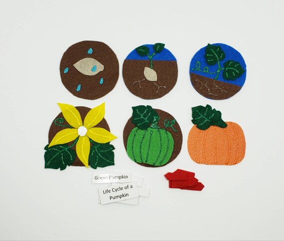 pumpkin life cycle pumpkin felt set life cycle flannel set pumpkin life cycle felt twig and daisy science felt board homeschool life cycle of a pumpkin