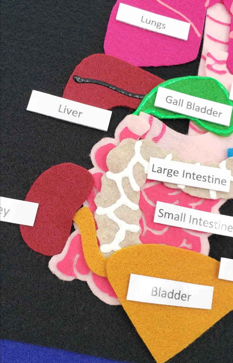 Felt Anatomy Set Human Organs Felt Set Body Parts Felt Etsy