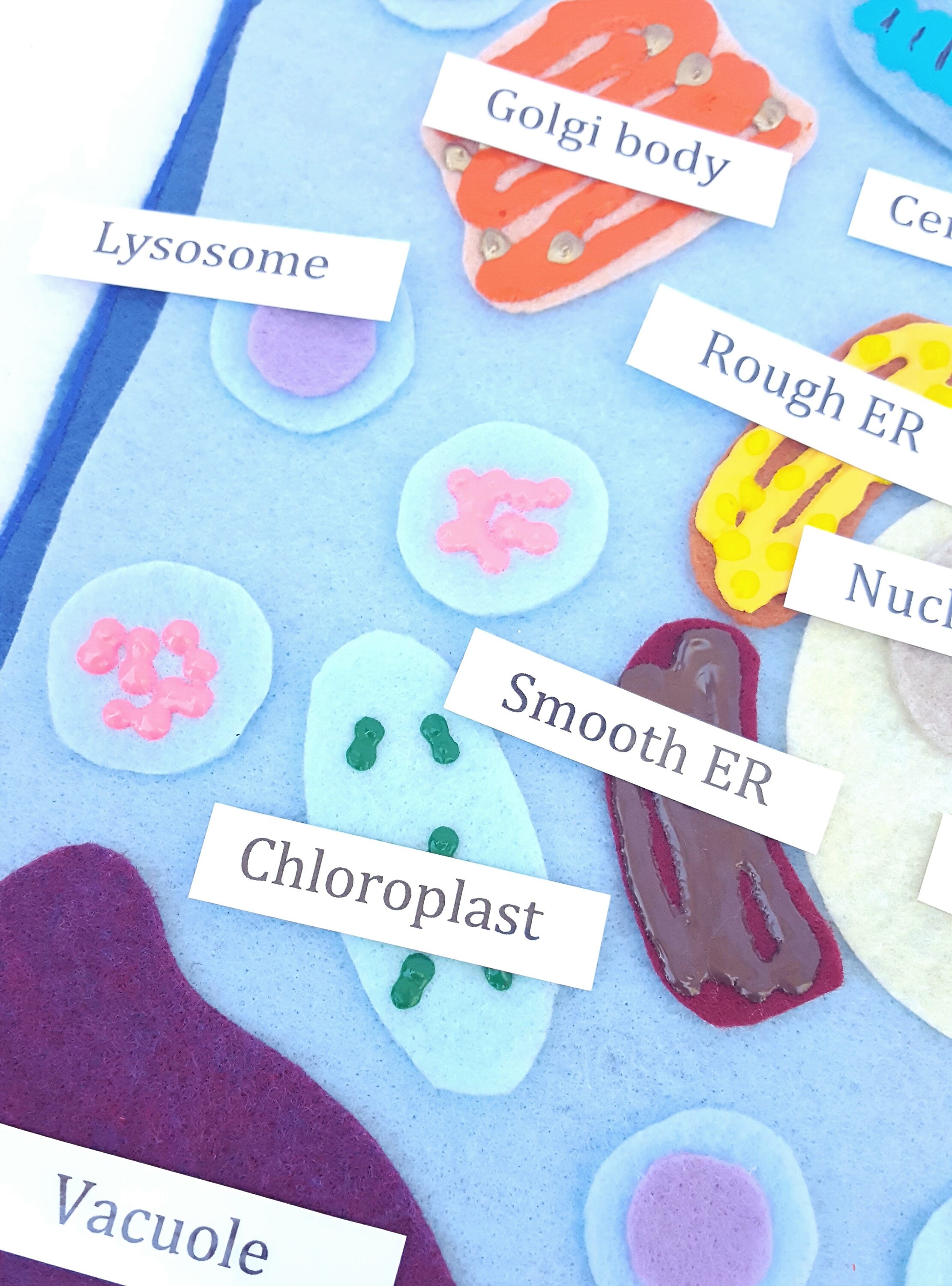 Plant Cell Felt Board Plant Cell Felt Set Plant Cell Etsy Australia