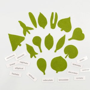 Botany felt set Montessori leaf shape classification image 5