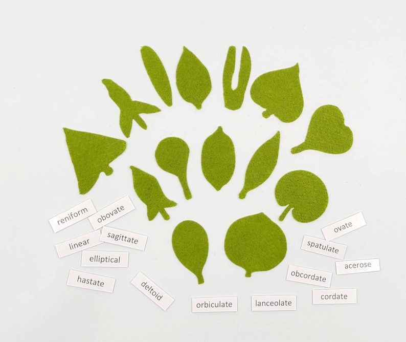 Botany felt set Montessori leaf shape classification image 5