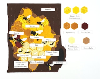 Beehive Felt Model  Set: Honey Bee Life Cycle, Montessori Learning