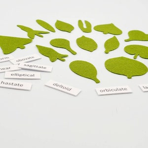 Botany felt set Montessori leaf shape classification image 2