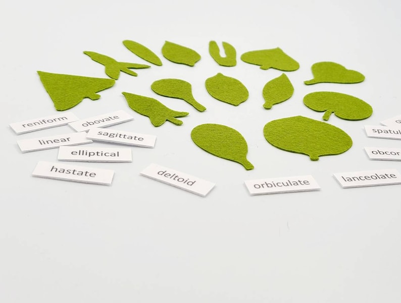 Botany felt set Montessori leaf shape classification image 2